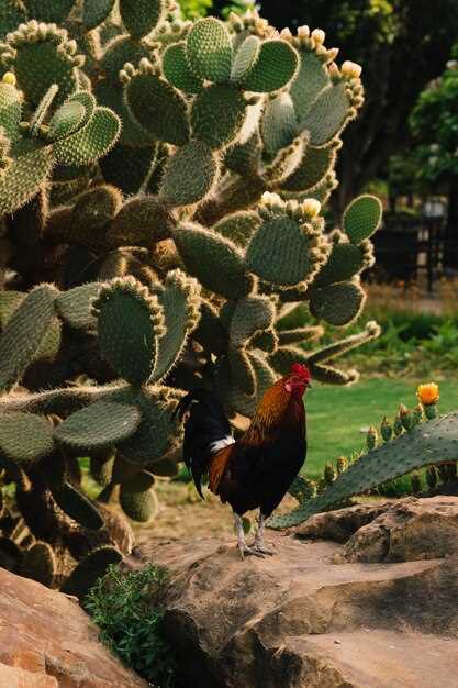 Escitalopram vademecum mexico